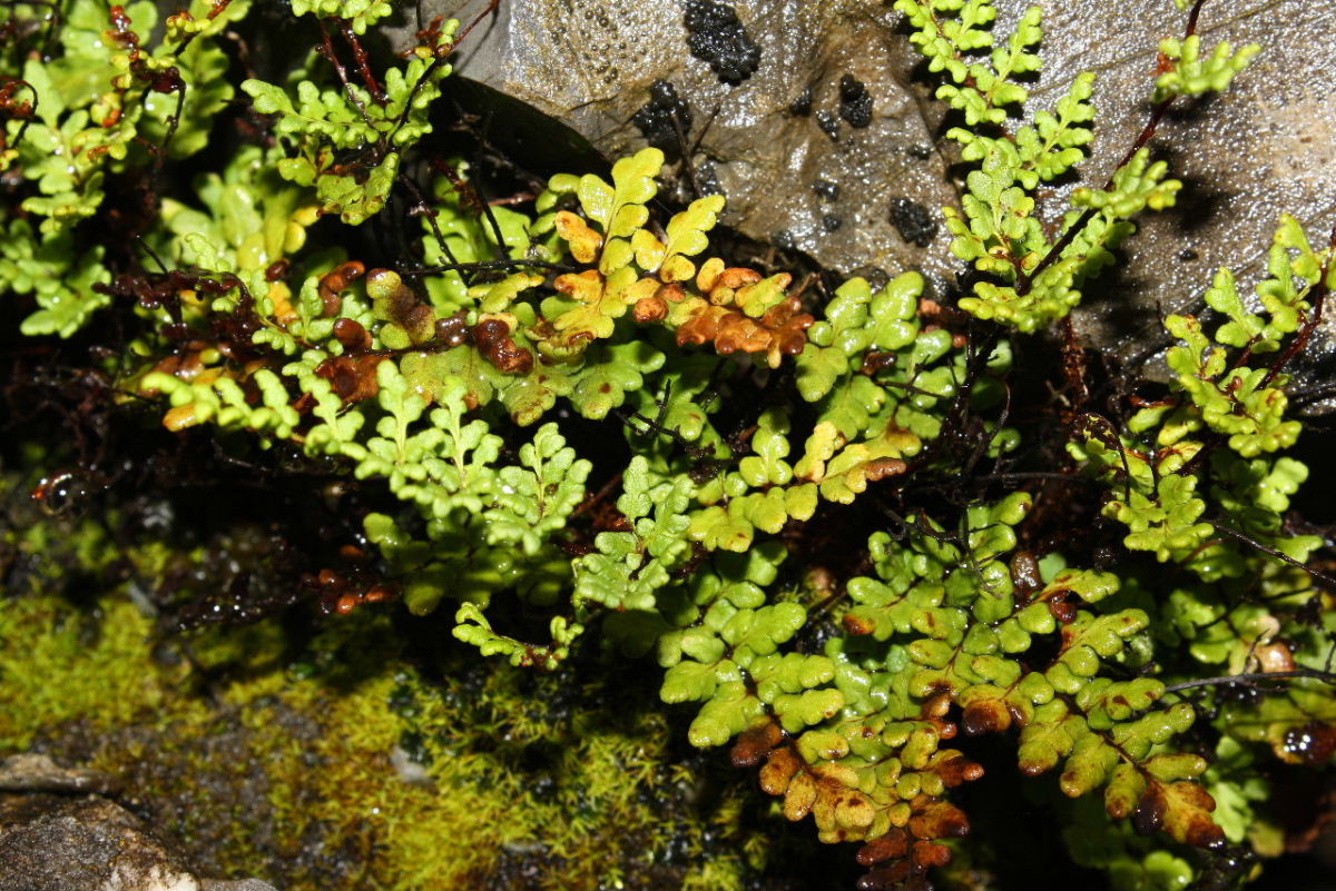 Oeosporangium acrosticum (=Cheilanthes acrostica) / Felcetta odorosa